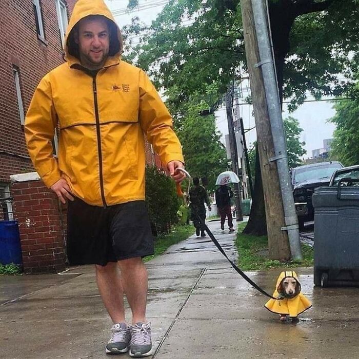 Hombre en impermeable amarillo paseando a su perro pequeño también con impermeable, momento divertido captado en cámara.