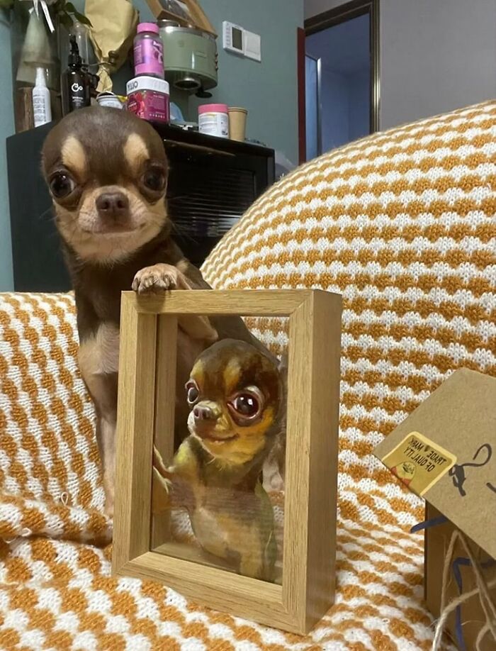 Perro pequeño con expresión divertida junto a un marco con imagen graciosa en momentos hilarantes de perros.