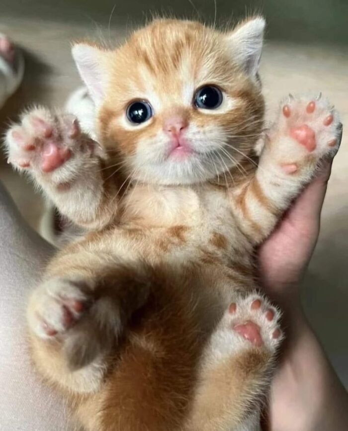 Gatito naranja adorable con grandes ojos negros en manos, uno de los gatos lindos que merecen un show de comedia dedicado.