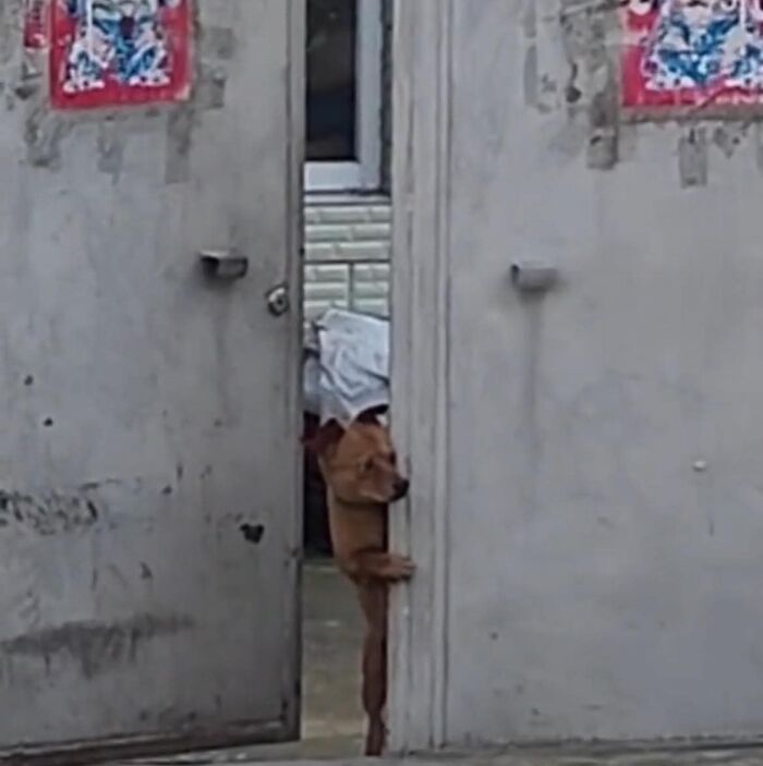 Perro asomándose entre puerta metálica, momentos divertidos capturados en cámara por imágenes importantes de animales.