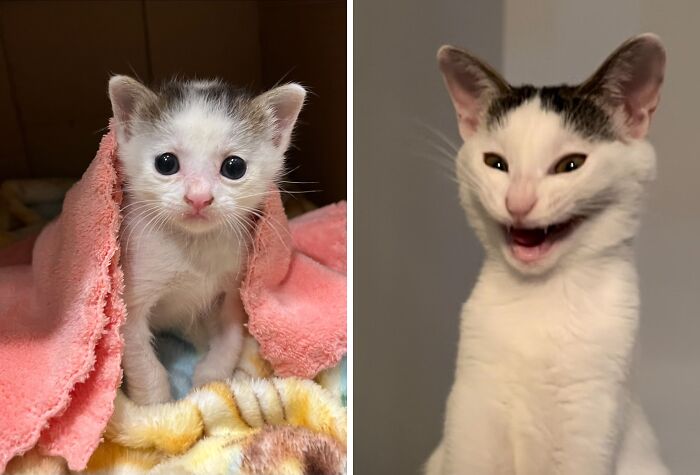 Gatos con aura poderosa, uno pequeño bajo una manta rosa y otro con expresión divertida y sonriente.