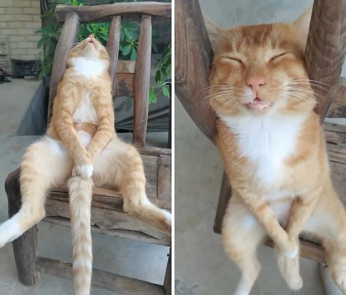 Gato con aura poderosa sentado en una silla de madera con expresión divertida y relajada en ambiente exterior.