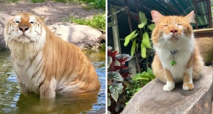 Gato con aura poderosa bañándose en agua y gato naranja con collar verde sentado sobre piedra exterior.