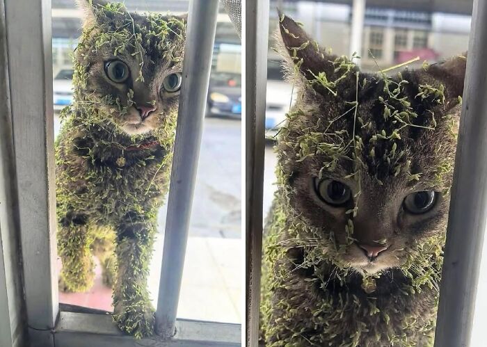 Gato cubierto de musgo mostrando un aura poderosa y natural, destacando el poder felino en su entorno urbano.