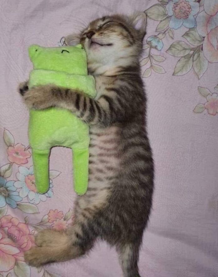 Gatito adorable durmiendo abrazado a un peluche verde sobre una cama con sábanas florales.