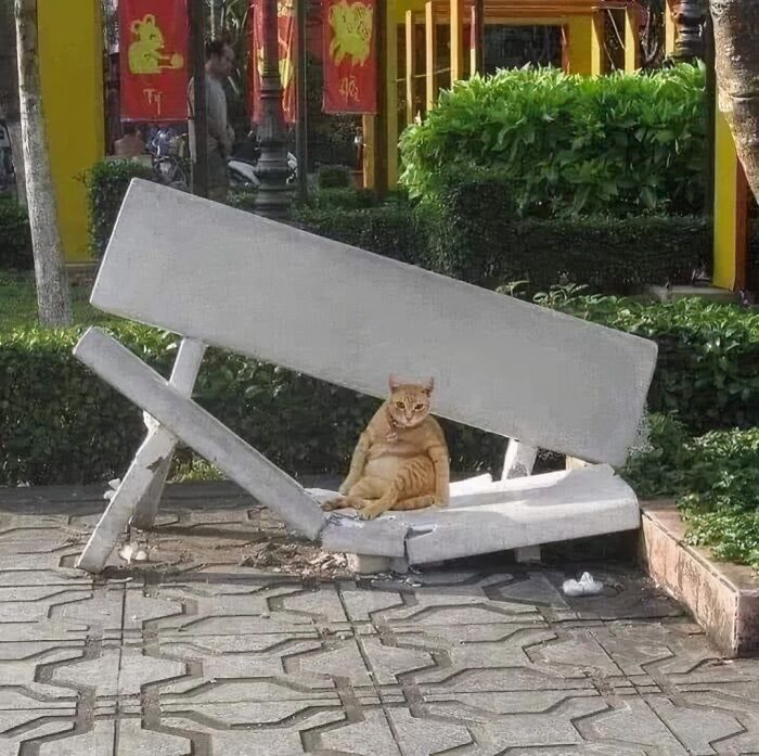 Gato con aura poderosa sentado relajado en un banco roto en un parque urbano lleno de vegetación.