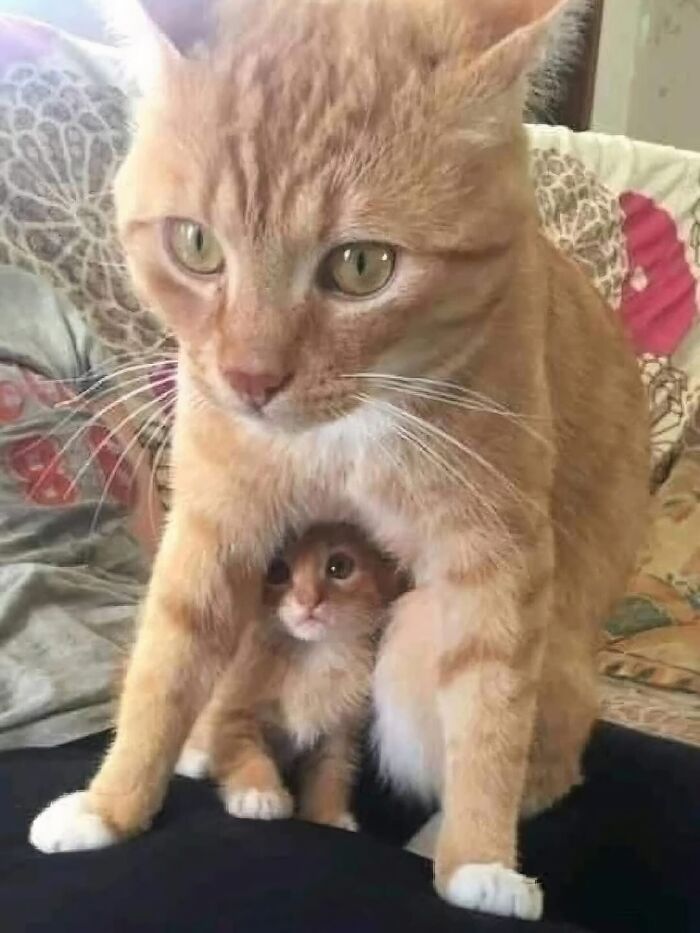 Gato con aura poderosa protegiendo a un pequeño gatito, mostrando fuerte conexión y energía felina única.