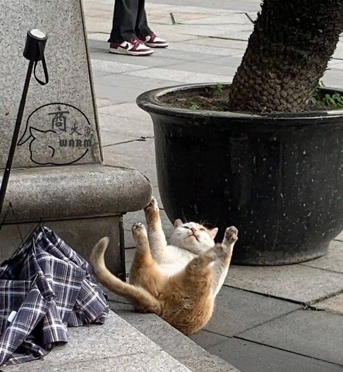 Gato con aura poderosa recostado en el suelo junto a maceta grande y una chaqueta de cuadros.