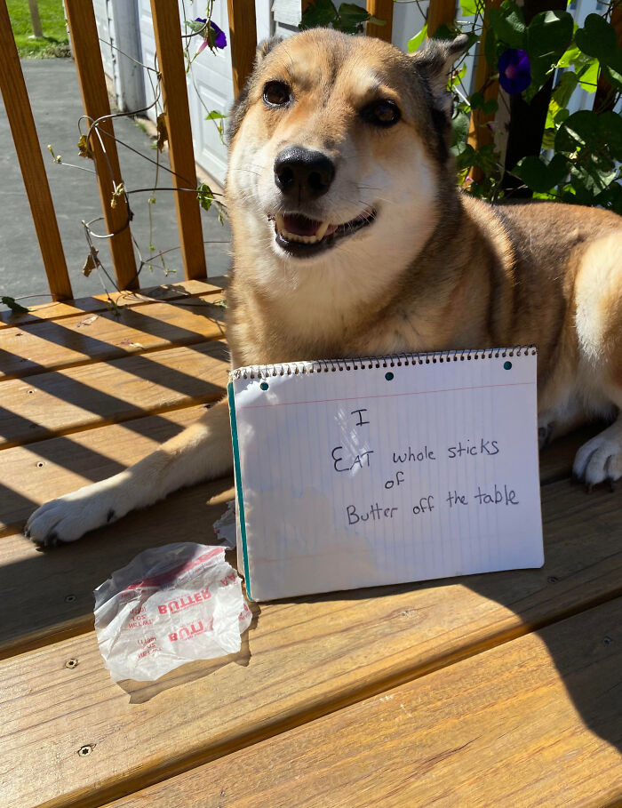 Perro sonriente con cartel de mascotas avergonzadas por comer mantequilla entera del escritorio en un porche de madera.