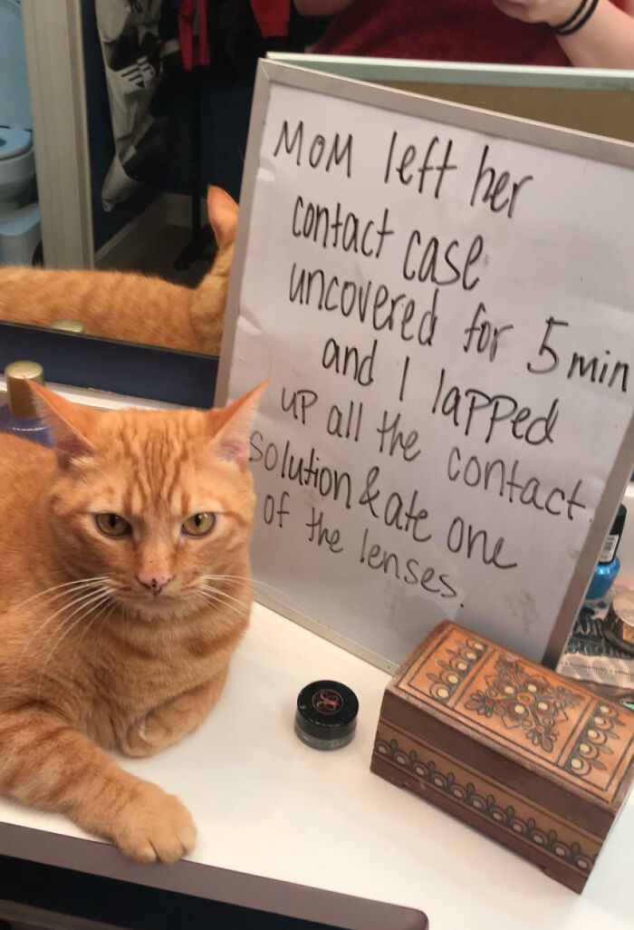 Gato domesticado sentado frente a cartel de pet shaming por destruir solución y lentes de contacto.