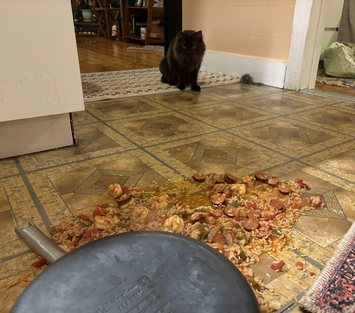 Gato observando comida derramada en el suelo, ejemplo divertido de mascotas que fueron avergonzadas por sus travesuras.