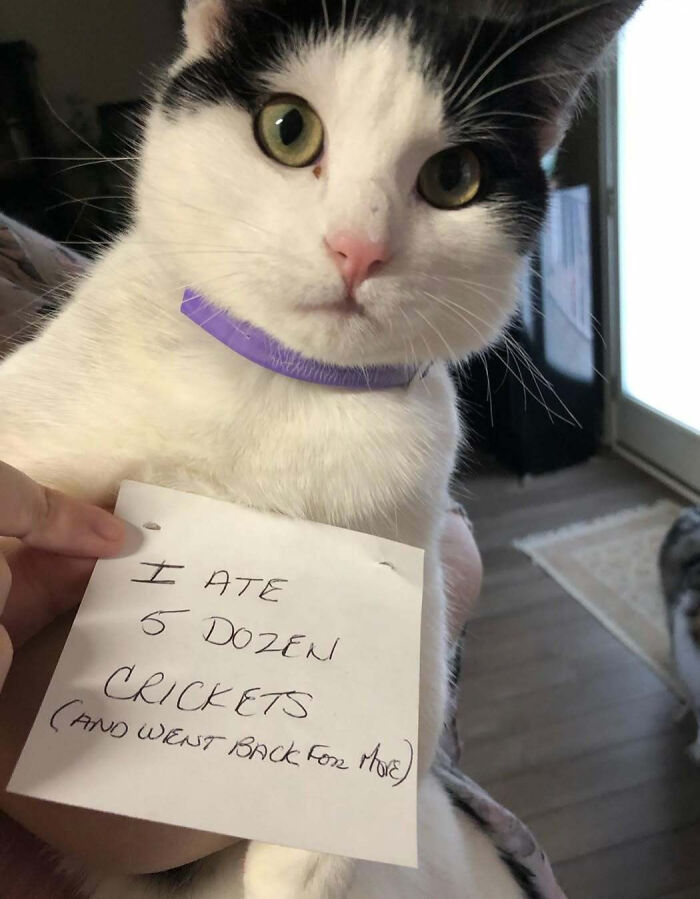 Gato con collar morado exhibido por dueño en señal de pet shaming por comer grillos en casa.