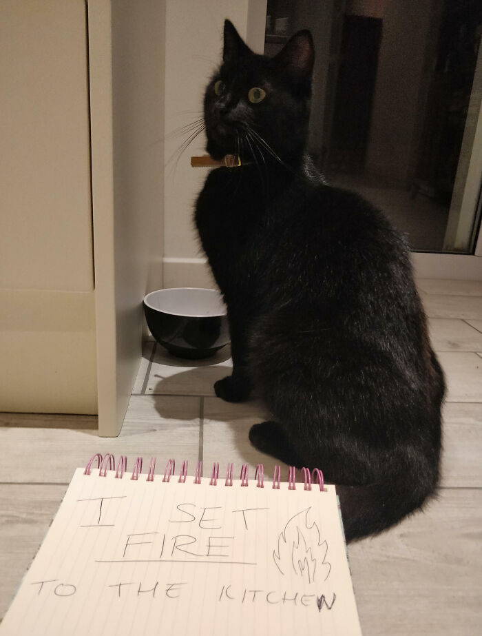 Gato negro sentado junto a un cuenco con nota de broma mostrando animal shamed por incendio en la cocina.