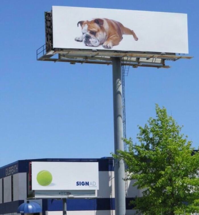 Cartel publicitario divertido con imagen de perro bulldog gigante sobre fondo blanco en cielo azul despejado.