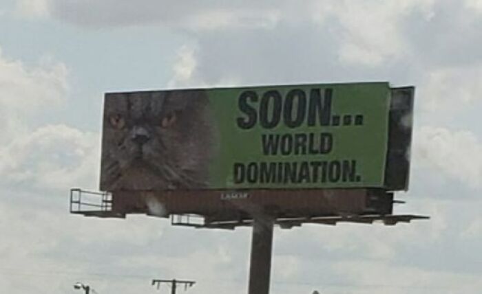 Cartel divertido y raro con gato gigante y texto sobre dominación mundial, ejemplo brillante de vallas publicitarias únicas.
