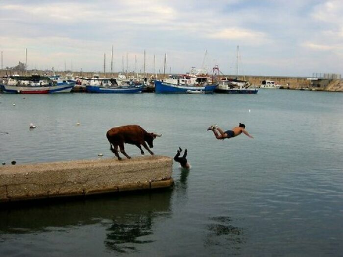 Vaca persigue a dos personas al borde del agua capturando el momento antes del desastre en foto divertida.
