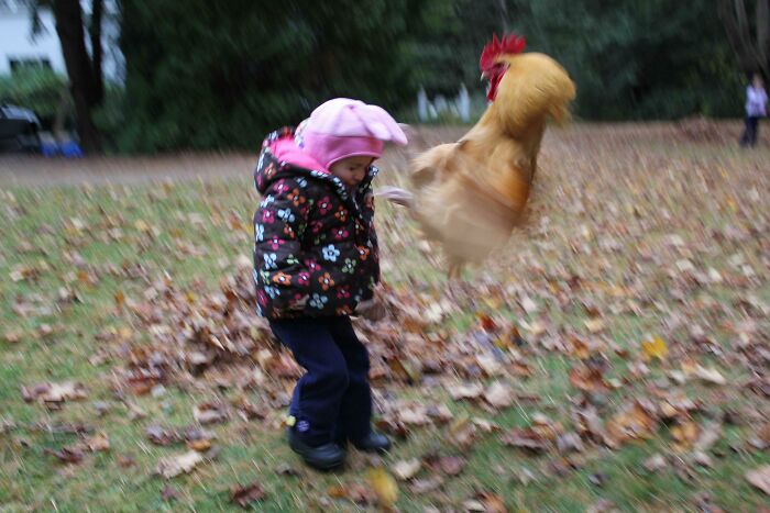 Niña y gallo en foto que captura el instante antes del desastre, momento divertido y sorprendente antes del accidente.