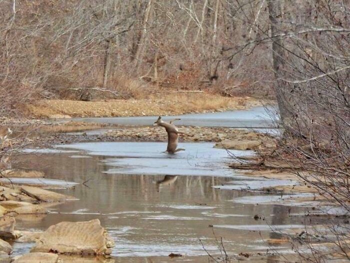 Ciervo en el segundo antes del desastre sobre agua congelada en paisaje otoñal con árboles secos y ramas.