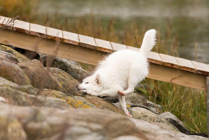 Perro blanco capturado en el segundo antes del desastre al caer sobre unas rocas junto al agua, imagen divertida.