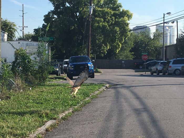 Ave batiendo alas justo antes de un desastre inesperado en la calle, capturando el momento previo cómico.