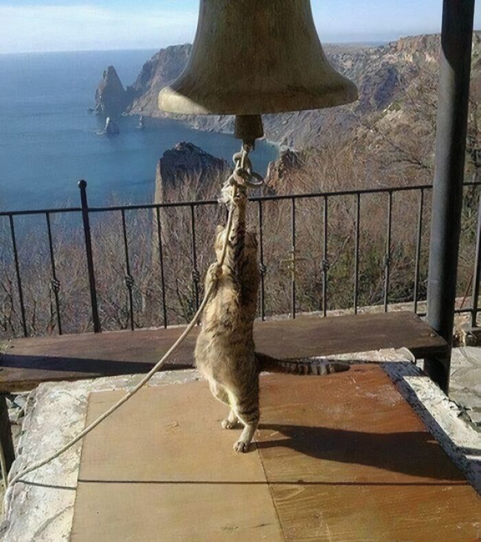 Gato medieval divertido tocando una campana grande con el mar y acantilados al fondo.