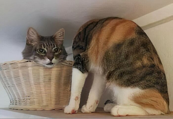 Gato con cabeza visible dentro de una cesta, cuerpo fuera, imagen divertida que recuerda gatos medievales en situaciones cómicas.