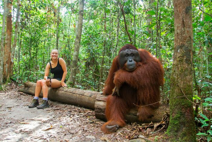 Mujer sentada en un tronco junto a un orangután en la selva, mostrando comparación del tamaño con el cuerpo humano.