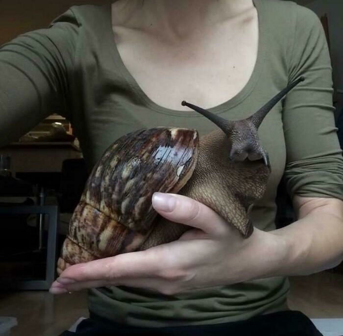 Persona sostiene un gigante caracol mostrando comparación de tamaño real usando el cuerpo humano como referencia visual.