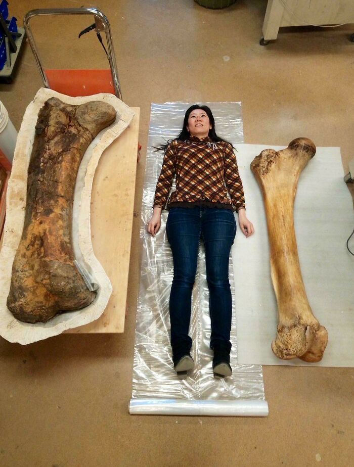Mujer acostada junto a huesos gigantescos que muestran el tamaño real del cuerpo humano en comparación.