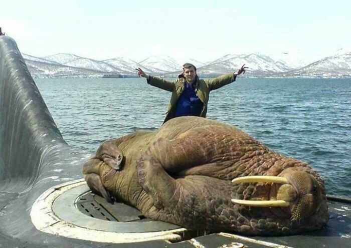 Hombre junto a una enorme morsa en un barco, ilustrando el tamaño real con el cuerpo humano para entender dimensiones.