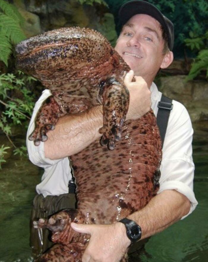 Hombre sosteniendo un anfibio gigante mostrando el tamaño real del cuerpo humano en comparación con animales grandes.