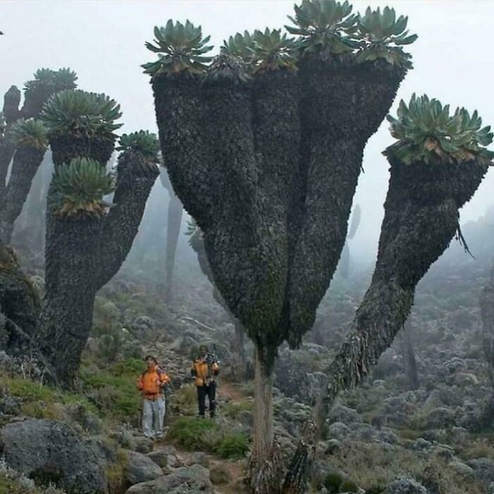 Personas pequeñas junto a plantas gigantes en paisaje rocoso mostrando el tamaño real del cuerpo humano.