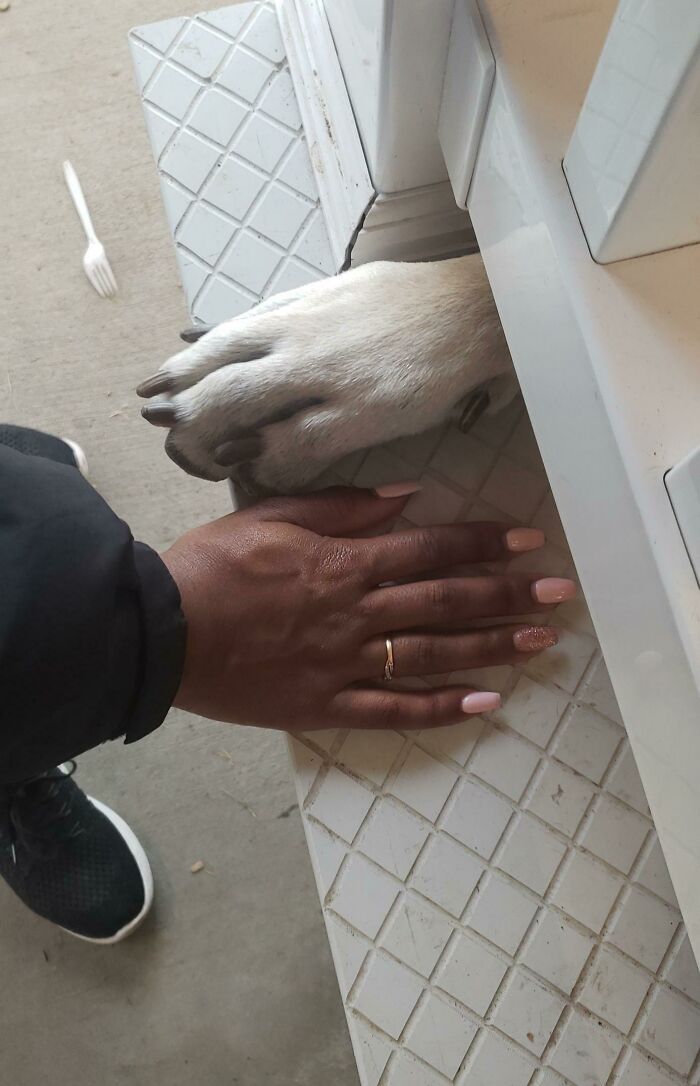 Mano humana junto a la pata de un perro, mostrando la verdadera escala del cuerpo humano en comparación con objetos.