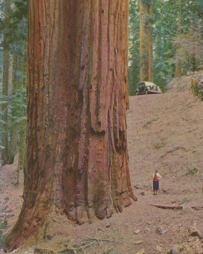 Árbol gigante en un bosque con una persona pequeña al lado, mostrando el tamaño real con el cuerpo humano.
