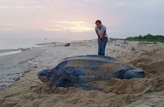 Mujer en la playa junto a tortuga gigante mostrando el tamaño real de las cosas con el cuerpo humano.