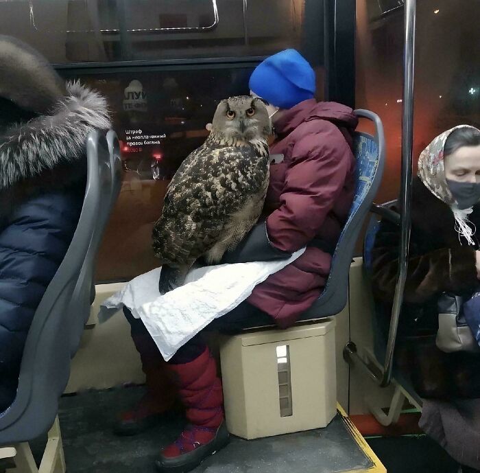 Búho grande en autobús sobre piernas de persona, mostrando tamaño real comparado con el cuerpo humano en imagen fascinante.