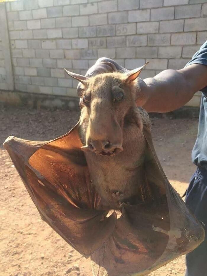 Murciélago gigante en mano humana mostrando comparación de tamaño real del cuerpo humano con animal sorprendente.