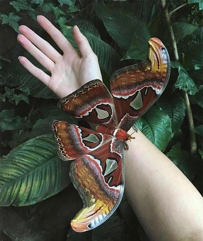 Mano humana con una gran mariposa posada, mostrando tamaño real y comparación para explicar el tamaño verdadero.