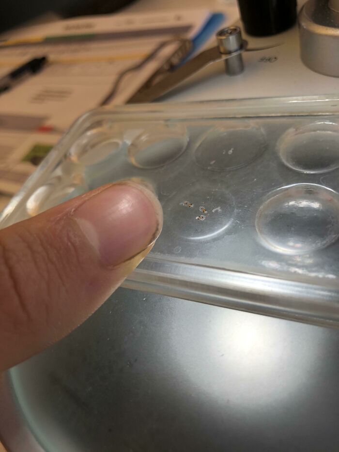 Primer plano de una uña comparando el tamaño de objetos diminutos para explicar el tamaño real con el cuerpo humano.