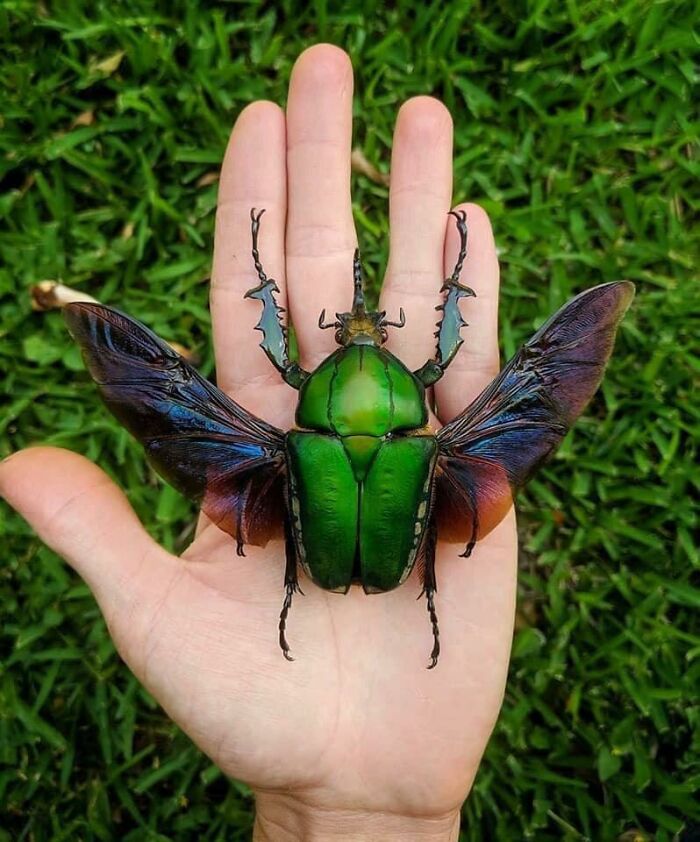 Mano humana con escarabajo verde grande mostrando tamaño real en comparación con el cuerpo humano en imágenes fascinantes.