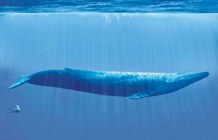 Buceador nadando junto a una ballena azul gigante que muestra el verdadero tamaño del cuerpo humano.
