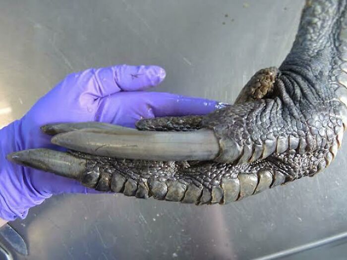 Mano humana con guante morado sosteniendo garra grande de ave para mostrar tamaño real y comparación cuerpo humano.