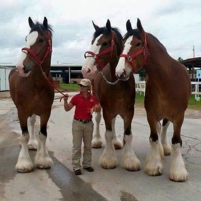 Mujer junto a tres caballos gigantes mostrando el tamaño real con el cuerpo humano como referencia visual.