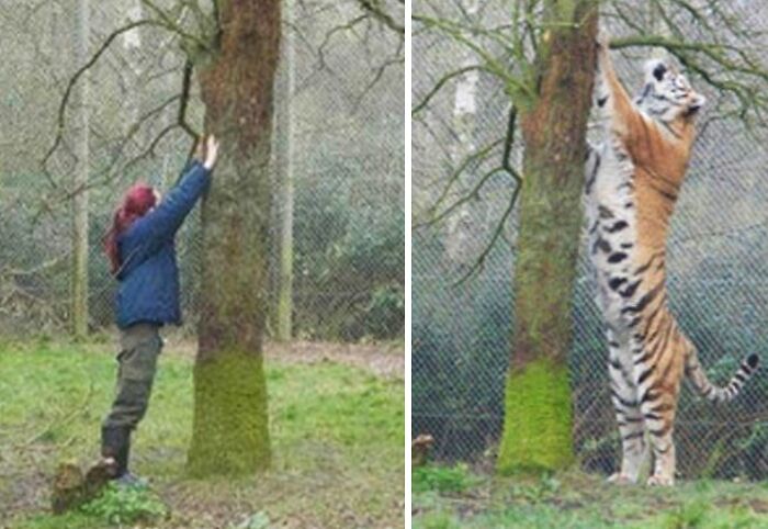 Persona y tigre comparando tamaño real al trepar un árbol, ilustrando la escala del cuerpo humano y tamaño de cosas.