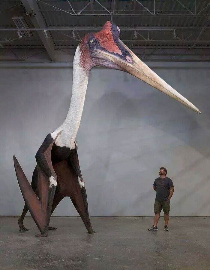 Hombre comparando tamaño con una gigantesca criatura prehistórica, destacando el tamaño real y explicando el cuerpo humano.