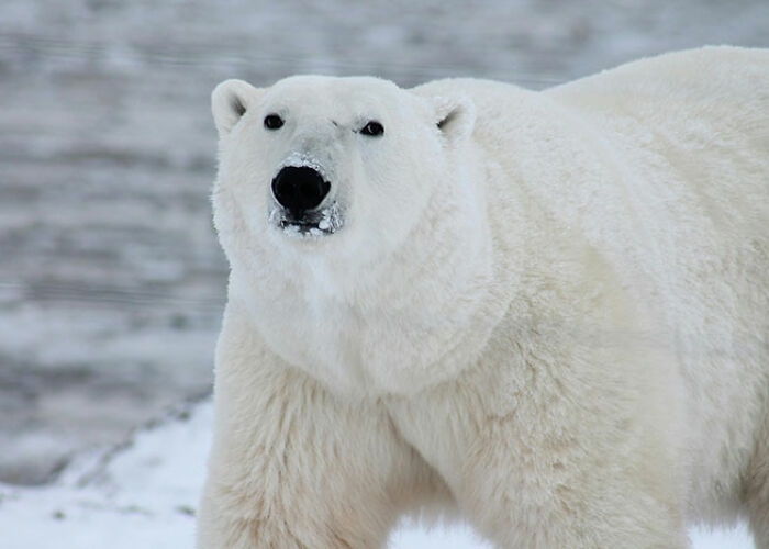 Oso polar blanco en su hábitat natural, representando verdades perturbadoras sobre animales salvajes impactantes.