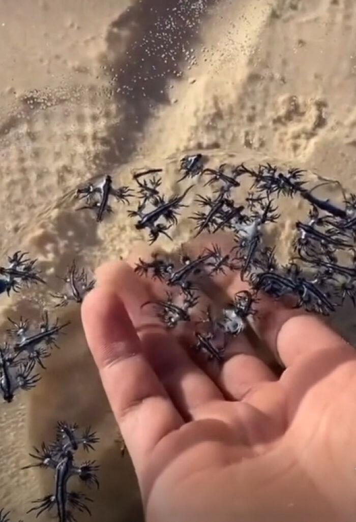 Mano tocando insectos extraños en la arena, ejemplo de personas que hicieron algo sin saber lo peligroso que era.
