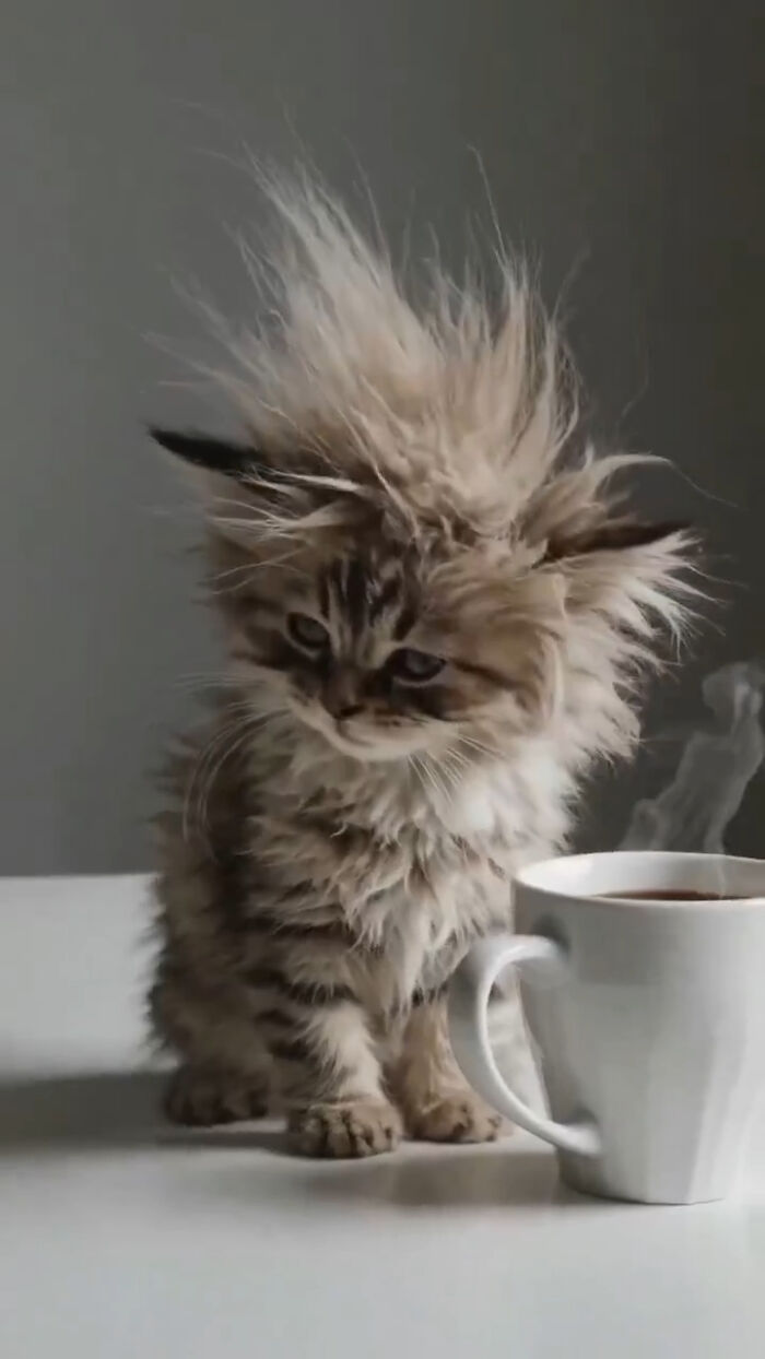 Gatito con pelaje erizado y aura poderosa sentado junto a una taza blanca humeante sobre mesa clara.