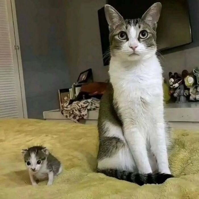 Gato con aura poderosa sentado junto a un pequeño gatito en una cama, transmitiendo una presencia adorable y fuerte.