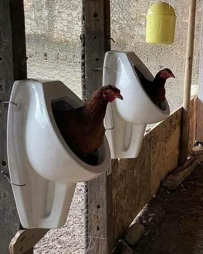 Pollos usando urinarios instalados como gallineros, ejemplificando divertidos fallos de construcción en un espacio rural.